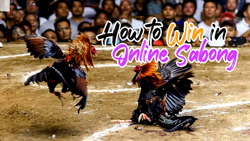 How to Win in Online Sabong